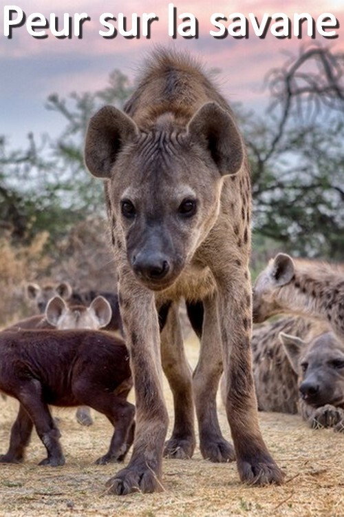 Peur sur la savane poster