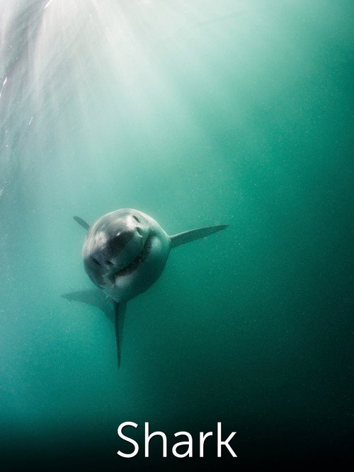 Shark: Beneath the Surface poster