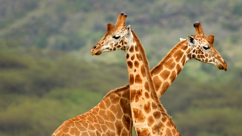 Giraffe: African Giant still 6