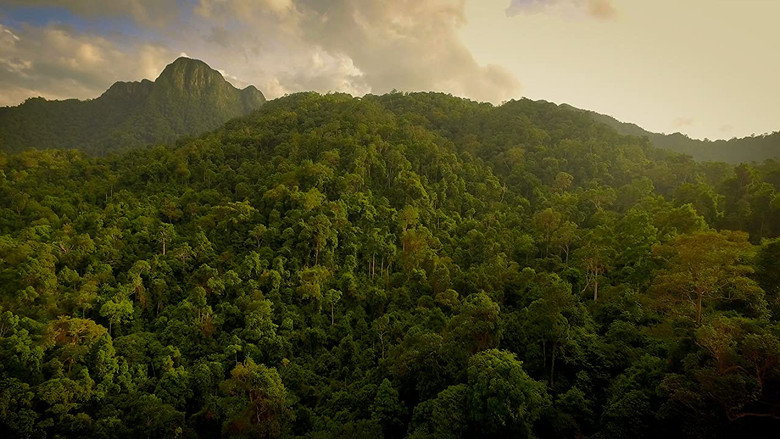 The Forgotten Forests of Malaysia still 1