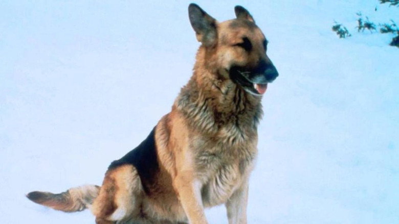 The Courage of Kavik, the Wolf Dog still 1