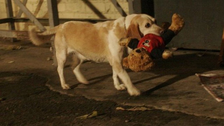 Aussie and Ted's Great Adventure still 1