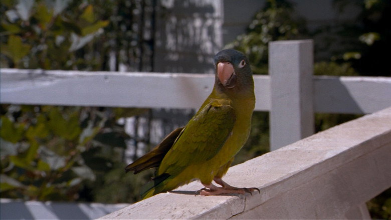 Paulie still 7