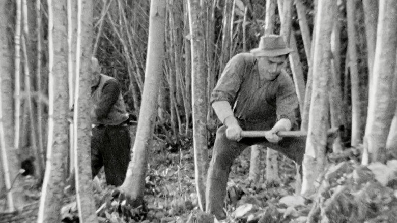 The Felling of the Forest still 1