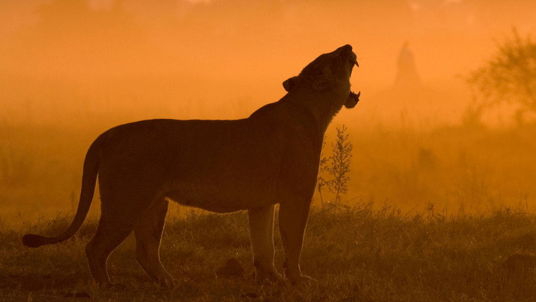The Last Lions still 6