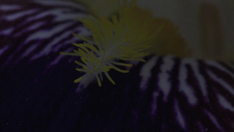 Flower Bed still 2