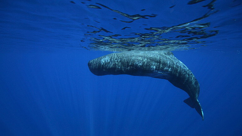 Our Earth - Our Oceans still 4