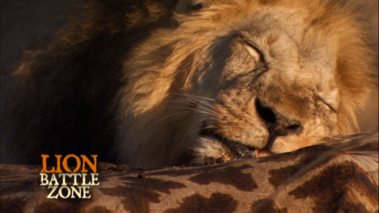 Lion Battle Zone still 3
