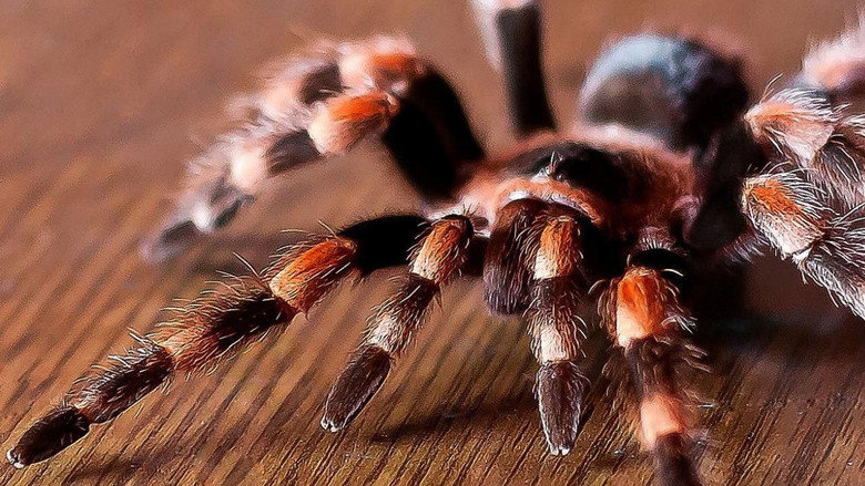 Tarantulas: The Deadly Cargo still 2