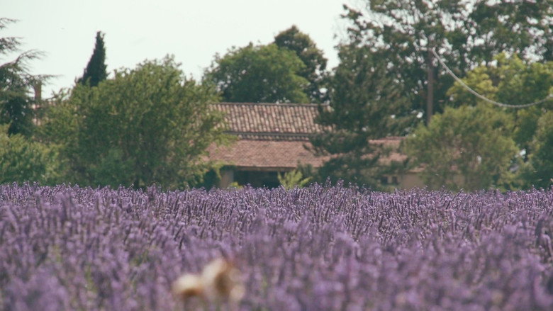 Trois oiseaux bleus still 1