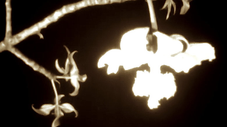 Baobab: Portrait of a Tree still 2