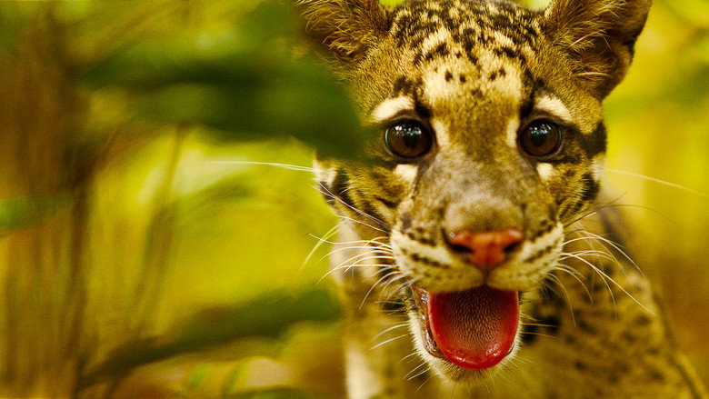 Return of the Clouded Leopards still 4