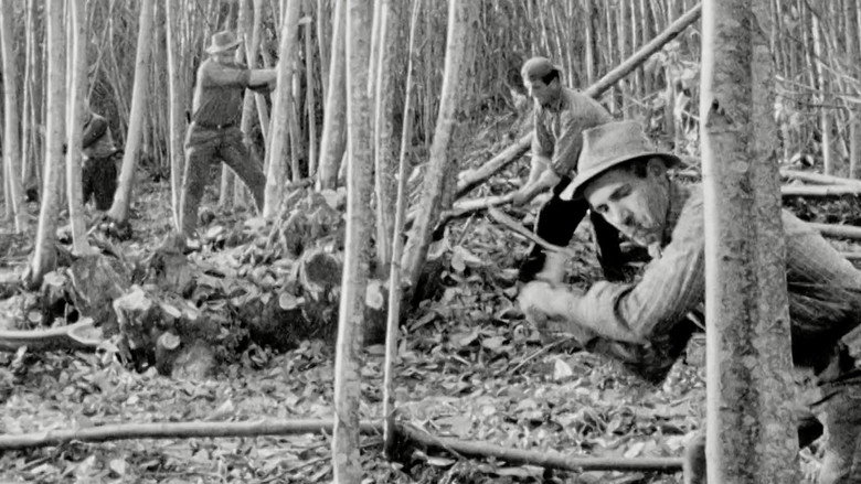 The Felling of the Forest still 4