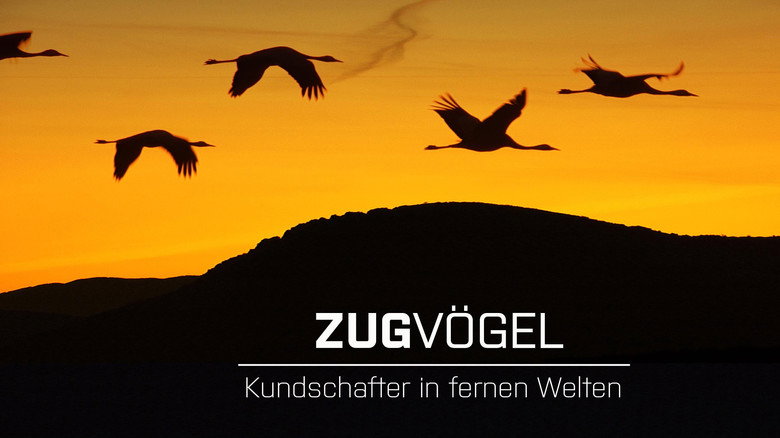 Zugvögel - Kundschafter in fernen Welten still 1