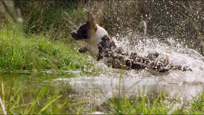 The Secret Life of Dogs still 1