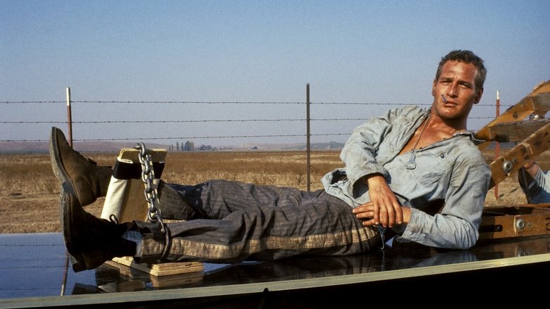 Cool Hand Luke still 2