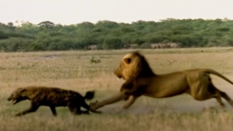 Eternal Enemies: Lions and Hyenas still 1