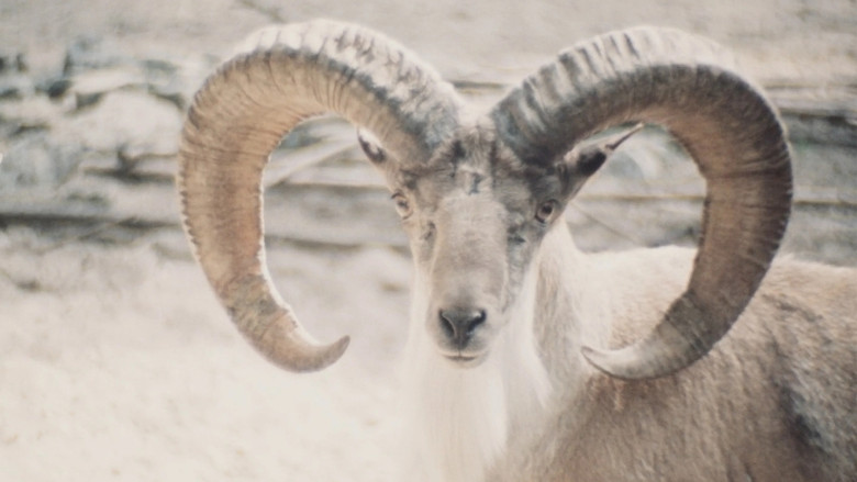 Paradies der Tiere still 1