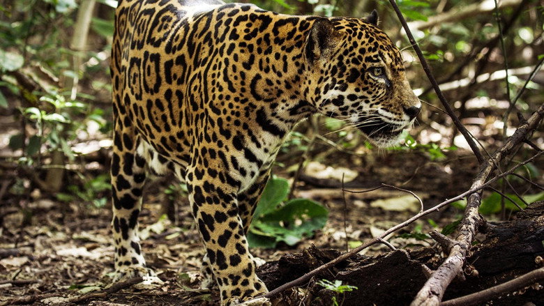 Jaguar Beach‎ still 1