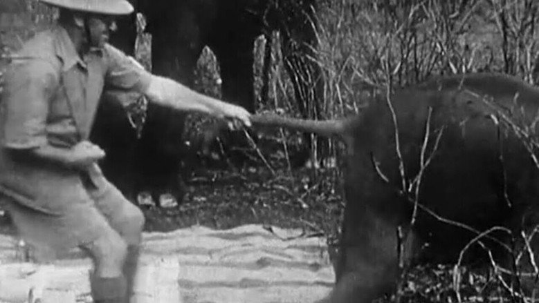 Indian Elephants in the Service of Man still 1