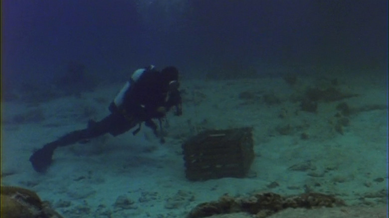 Barracuda still 4