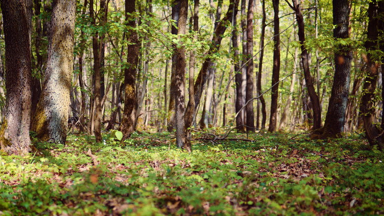 Weckruf der Natur still 1