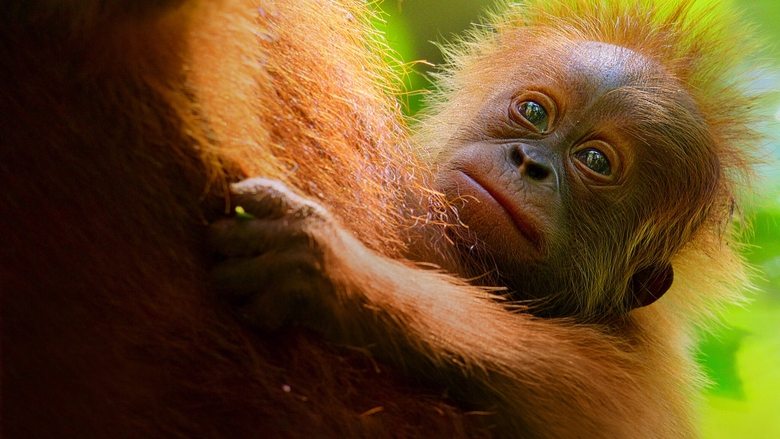 Secret Lives of Orangutans still 1