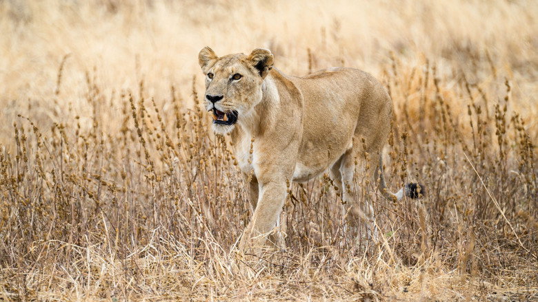 The Last Lions still 2
