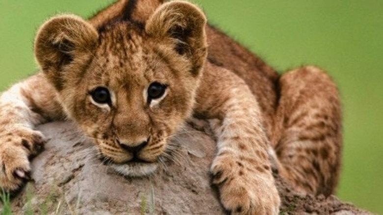 The Last Lions still 8