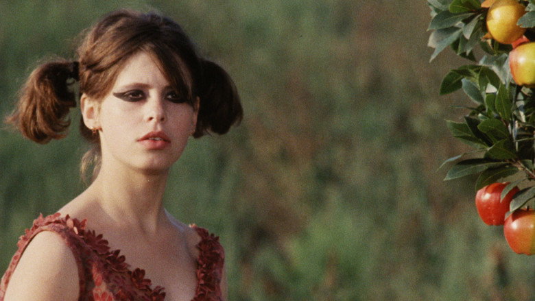 Daisies still 8