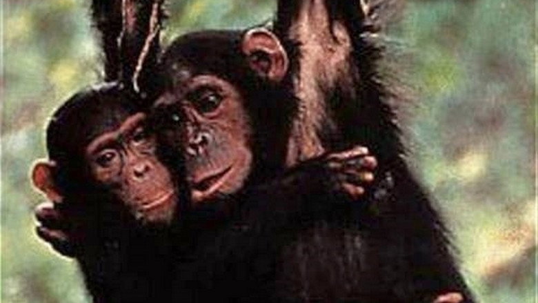 Among the Wild Chimpanzees still 1