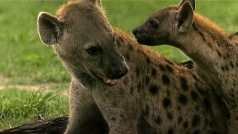 Eternal Enemies: Lions and Hyenas still 2
