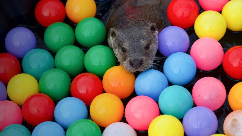 Billy & Molly: An Otter Love Story still 4