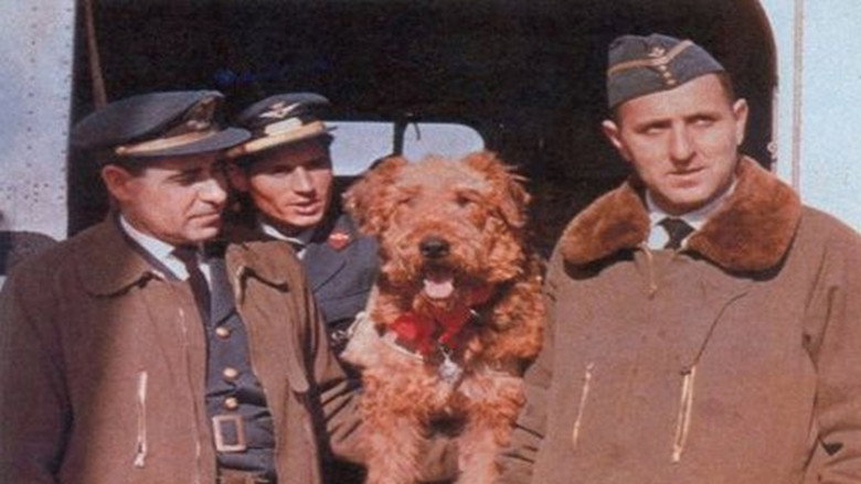 The Ballad of Hector the Stowaway Dog still 1