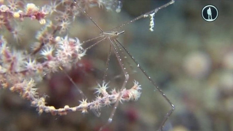 The Secret World of Crustaceans still 1