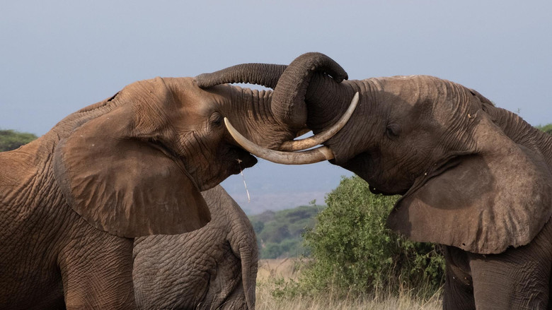 Tusker: Brotherhood of Elephants still 1