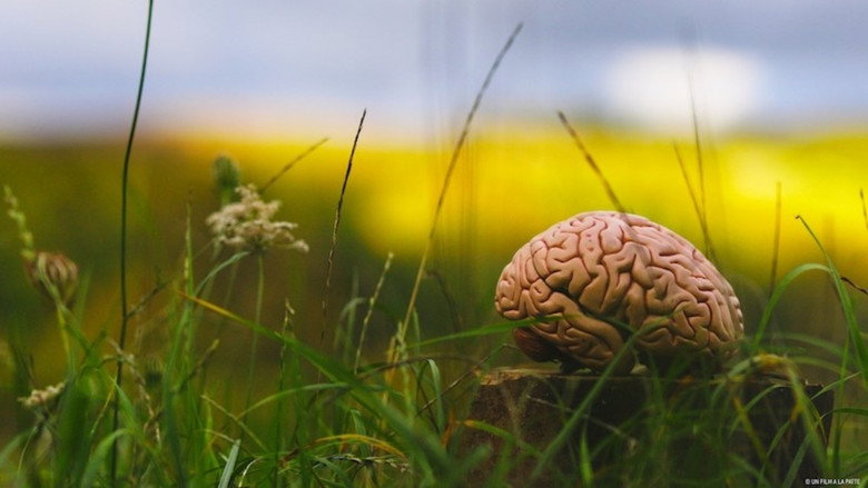 Climate Change: The Brain Paradox still 6