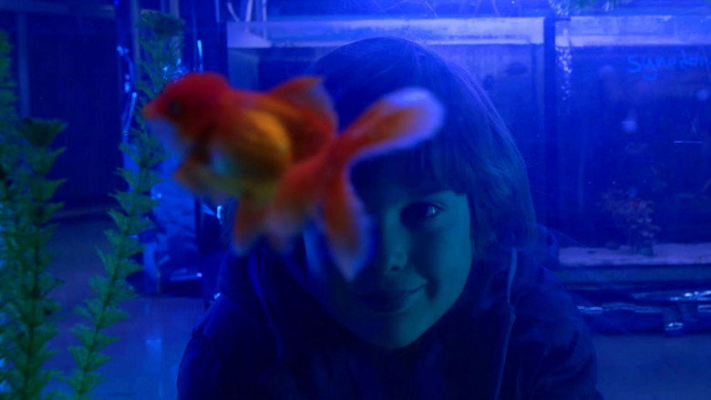 Goldfish still 2