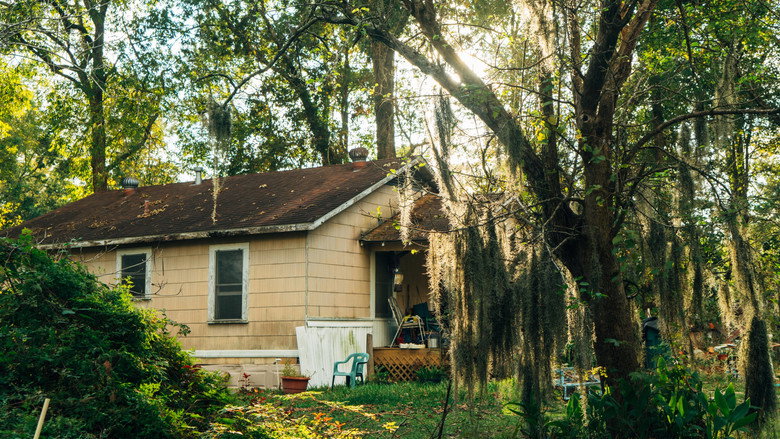 Mossville: When Great Trees Fall still 1