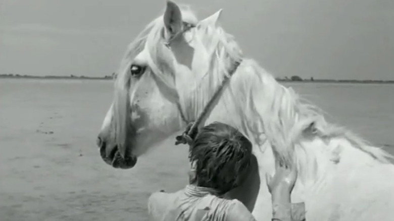 White Mane still 1