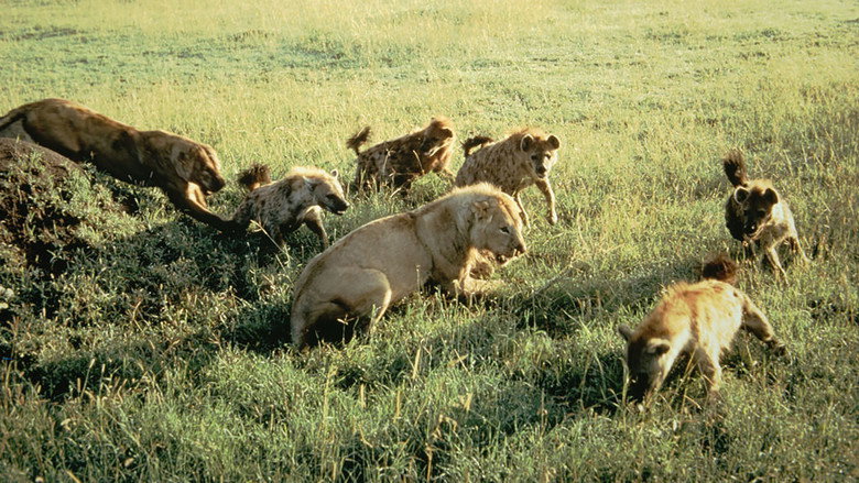 Eternal Enemies: Lions and Hyenas still 4