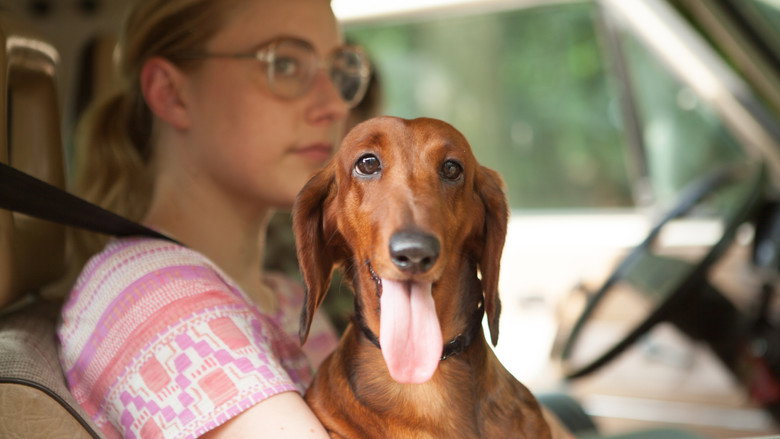 Wiener-Dog still 2
