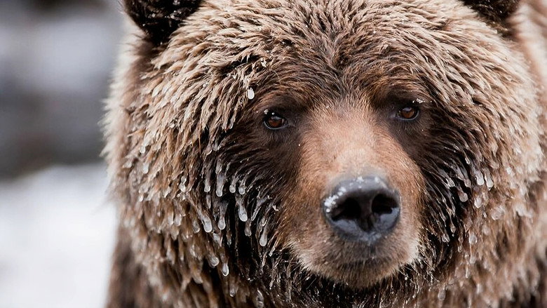 Wild Canada still 2