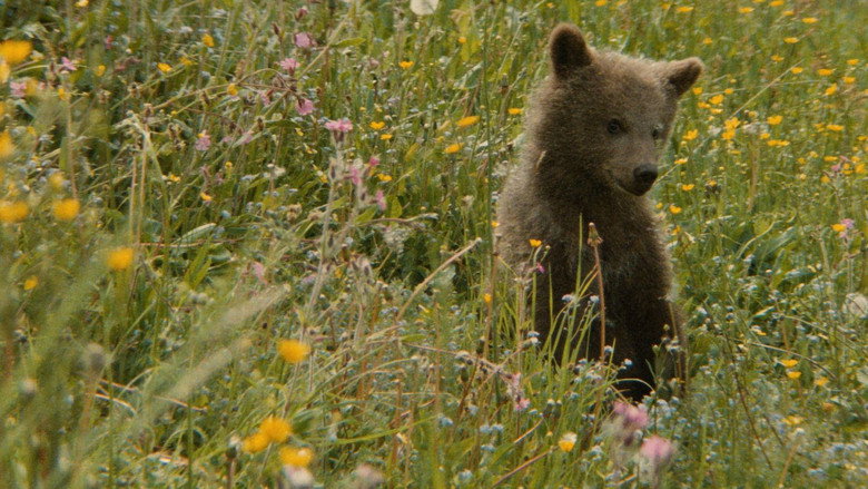 The Bear still 5