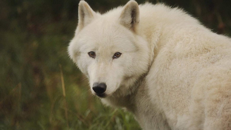 The Trouble with Wolves still 3