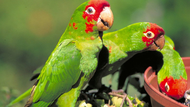 The Wild Parrots of Telegraph Hill still 2