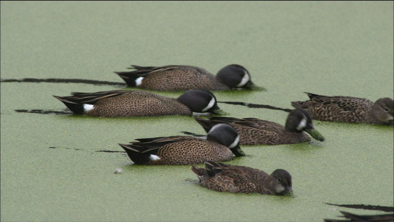 PBS Nature - An Original DUCKumentary still 2