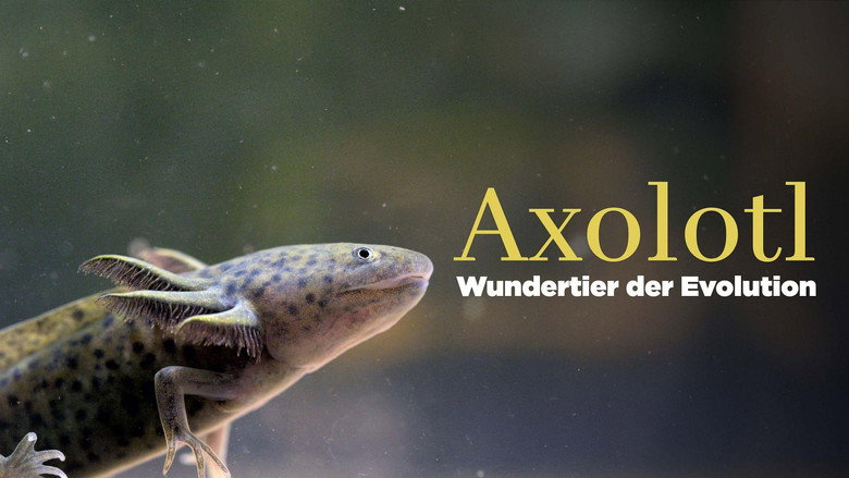 Axolotl, la salamandre miraculeuse still 2