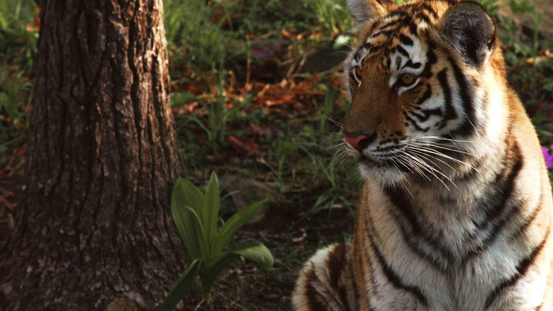 Siberian Tiger, The Secret Kingdom still 3