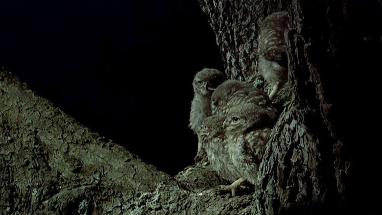 The Owls and the Orchard still 2